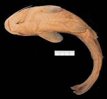 Media type: image;   Ichthyology 54388 Aspect: lateralVentral